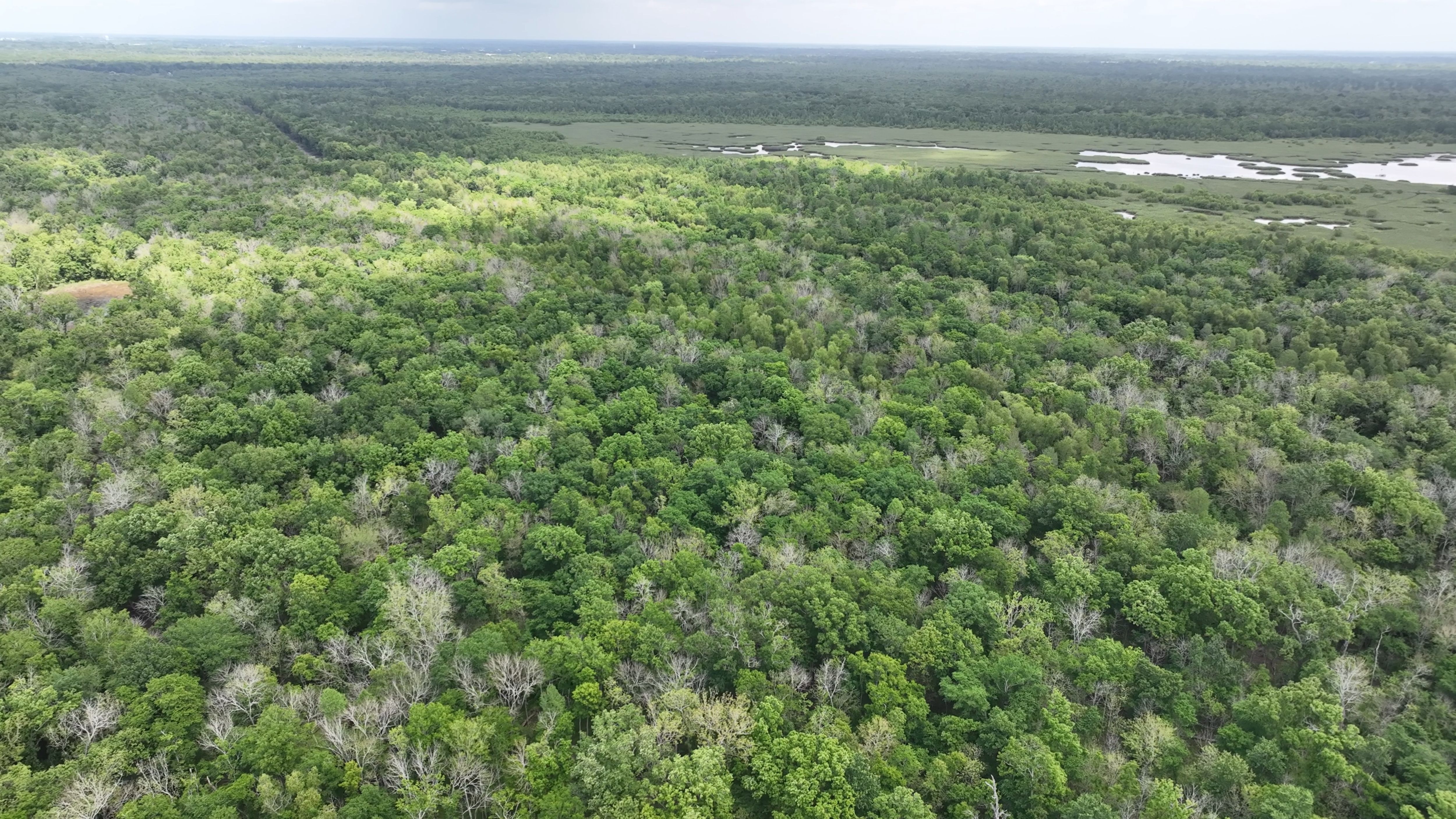Listing Photo: Bottomland Hardwood Hunting Land